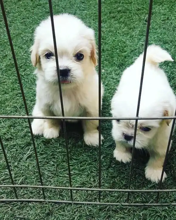 Peter Okoye Buys Two Puppies For His Kids
